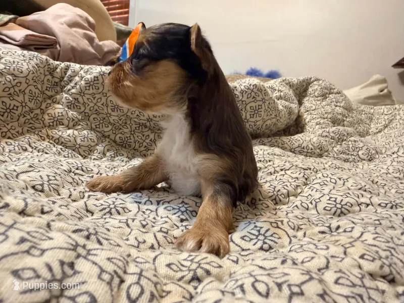 Sky, a male Yorkshire Terrier for sale in Bremen, GA – 1 of 7
