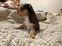 Sky, a male Yorkshire Terrier for sale in Bremen, GA – 1 of 7