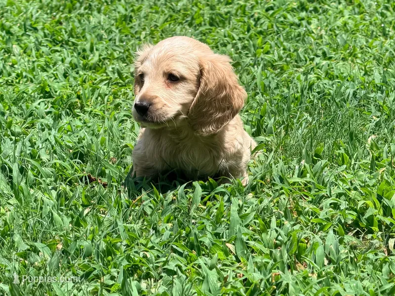 Diego – Miniature Dachshund puppy for sale in Bremen, GA