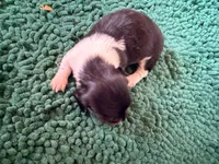 Red , a male Miniature Dachshund for sale in Bremen, GA – 6 of 7