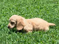 Diego, a male Miniature Dachshund for sale in Bremen, GA – 2 of 10