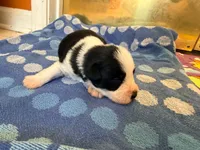 Cowboy, a male Miniature Schnauzer for sale in Bremen, GA – 7 of 8