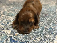 Red heart, a male Miniature Dachshund for sale in Bremen, GA – 3 of 7