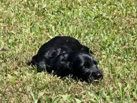 Monica, a female Miniature Dachshund for sale in Bremen, GA – 7 of 7