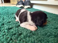 Orange, a male Miniature Dachshund for sale in Bremen, GA – 6 of 10