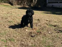 Bruno , a male Poodle - Miniature  for sale in Bremen, GA – Photo 4 of 4