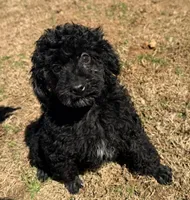 Bruno , a male Poodle - Miniature  for sale in Bremen, GA – Photo 1 of 4