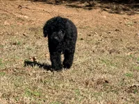 Bruno , a male Poodle - Miniature  for sale in Bremen, GA – Photo 2 of 4