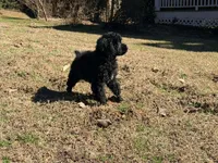 Bruno , a male Poodle - Miniature  for sale in Bremen, GA – Photo 3 of 4