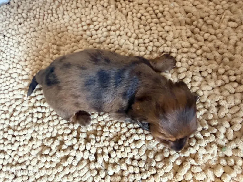 Blue – Miniature Dachshund puppy for sale in Bremen, GA