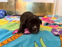 Coco, a female Miniature Schnauzer for sale in Bremen, GA – 5 of 5