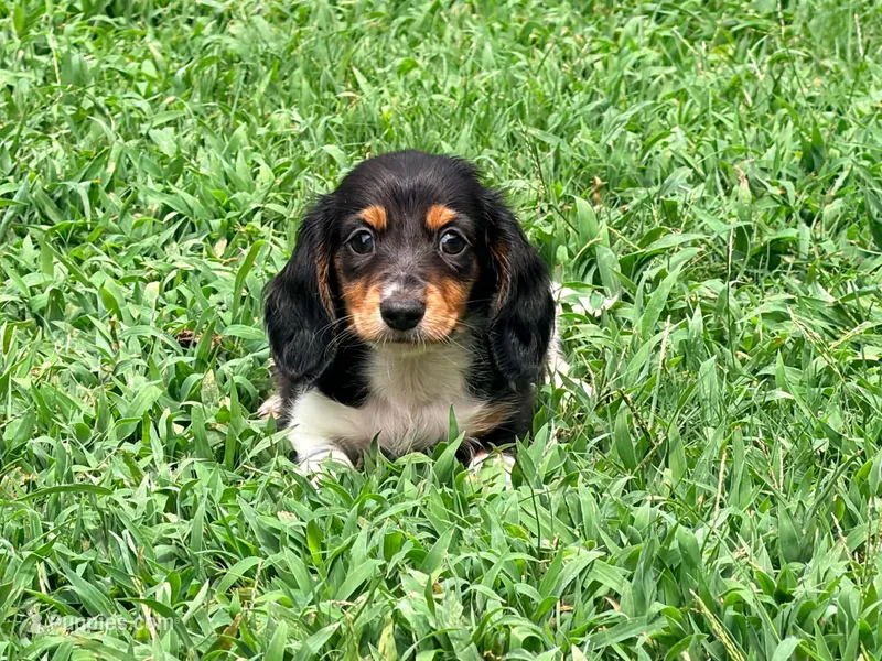 Orange – Miniature Dachshund puppy for sale in Bremen, GA