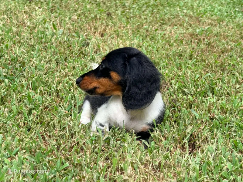 Orange – Miniature Dachshund puppy for sale in Bremen, GA