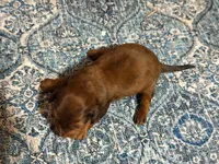 Red, a male Miniature Dachshund for sale in Bremen, GA – 8 of 9