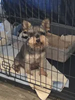 Loki, a male Miniature Schnauzer for sale in Bremen, GA – 9 of 10