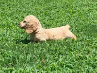 Diego, a male Miniature Dachshund for sale in Bremen, GA – 5 of 10