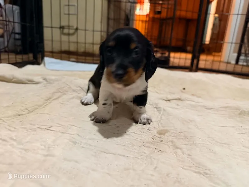 Green – Miniature Dachshund puppy for sale in Bremen, GA