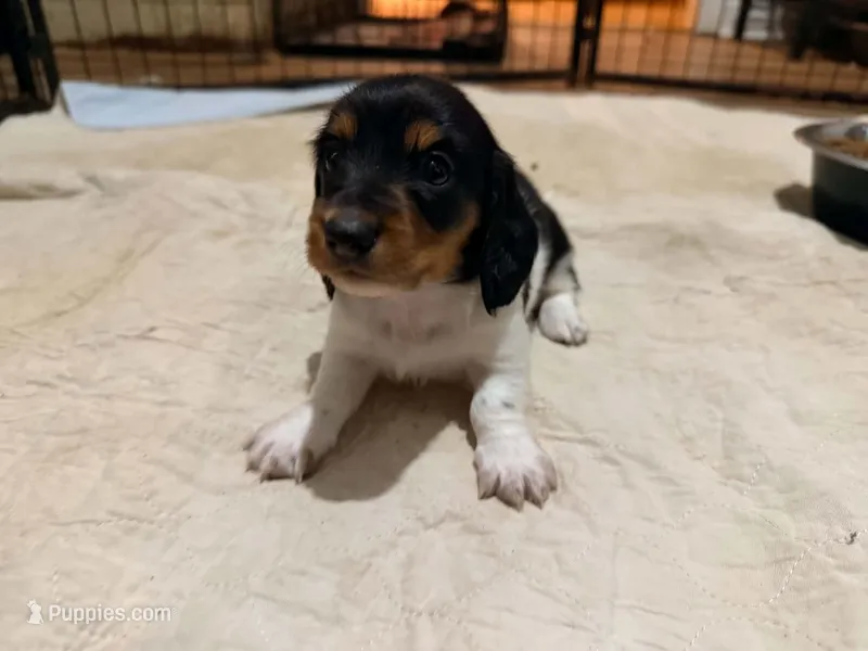 Orange – Miniature Dachshund puppy for sale in Bremen, GA