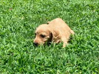 Casey, a male Miniature Dachshund for sale in Bremen, GA – 9 of 9