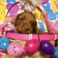 Bunny, a female Miniature Dachshund for sale in Bremen, GA – Photo 1 of 10