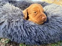 Bunny, a female Miniature Dachshund for sale in Bremen, GA – Photo 4 of 10