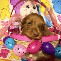 Bunny, a female Miniature Dachshund for sale in Bremen, GA – Photo 3 of 10