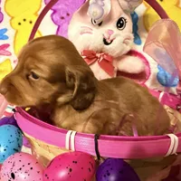 Bunny, a female Miniature Dachshund for sale in Bremen, GA – Photo 2 of 10