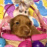 Bunny, a female Miniature Dachshund for sale in Bremen, GA – Photo 5 of 10