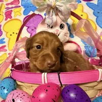 Bunny, a female Miniature Dachshund for sale in Bremen, GA – Photo 4 of 10