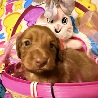 Bunny, a female Miniature Dachshund for sale in Bremen, GA – Photo 6 of 10