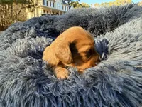 Bunny, a female Miniature Dachshund for sale in Bremen, GA – Photo 5 of 10