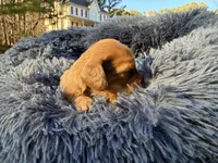 Bunny, a female Miniature Dachshund for sale in Bremen, GA – Photo 7 of 10