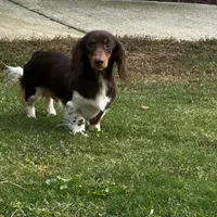 Bunny, a female Miniature Dachshund for sale in Bremen, GA – Photo 10 of 10