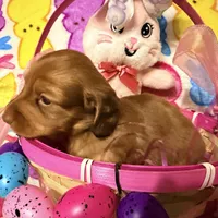 Bunny, a female Miniature Dachshund for sale in Bremen, GA – Photo 8 of 10