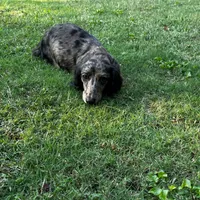 Bunny, a female Miniature Dachshund for sale in Bremen, GA – Photo 9 of 10