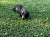 Bunny, a female Miniature Dachshund for sale in Bremen, GA – Photo 10 of 10