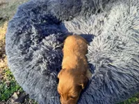 Bunny, a female Miniature Dachshund for sale in Bremen, GA – Photo 2 of 10