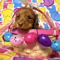 Bunny, a female Miniature Dachshund for sale in Bremen, GA – Photo 7 of 10