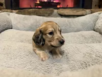 Turtle, a male Miniature Dachshund for sale in Bremen, GA – Photo 6 of 9