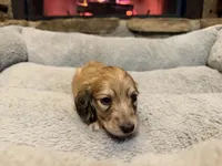 Turtle, a male Miniature Dachshund for sale in Bremen, GA – Photo 4 of 9