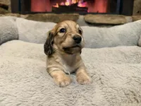 Turtle, a male Miniature Dachshund for sale in Bremen, GA – Photo 8 of 9