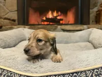 Turtle, a male Miniature Dachshund for sale in Bremen, GA – Photo 1 of 9