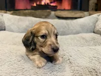 Turtle, a male Miniature Dachshund for sale in Bremen, GA – Photo 7 of 9
