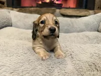 Turtle, a male Miniature Dachshund for sale in Bremen, GA – Photo 2 of 9