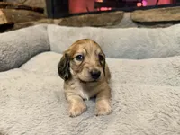 Turtle, a male Miniature Dachshund for sale in Bremen, GA – Photo 5 of 9