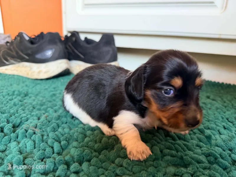 Red  – Miniature Dachshund puppy for sale in Bremen, GA