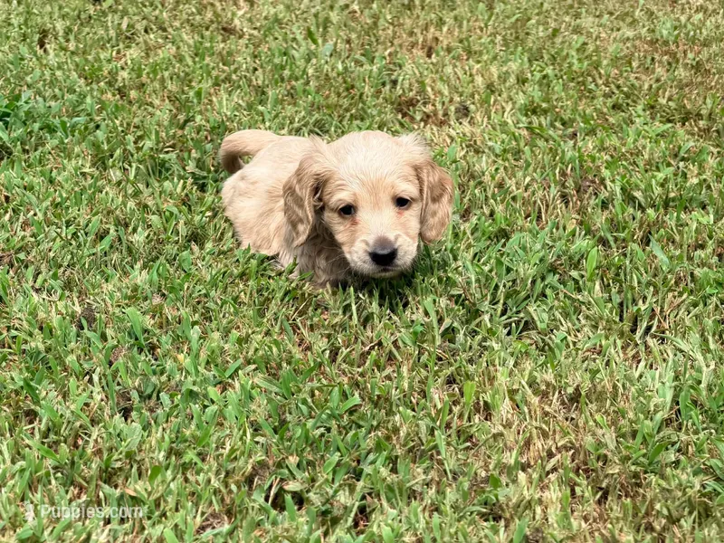 Diego – Miniature Dachshund puppy for sale in Bremen, GA