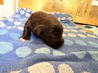 Hershey, a male Miniature Schnauzer for sale in Bremen, GA – 3 of 8