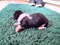 Red , a male Miniature Dachshund for sale in Bremen, GA – 3 of 7