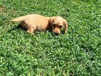 Bow, a male Miniature Dachshund for sale in Bremen, GA – 10 of 10